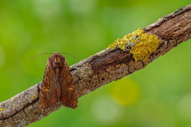 Clouded-bordered Brindle (Apamea crenata) ab. combusta, adult. Framwellgate Moor, 17-05-2020. Copyright Christopher Blakey.