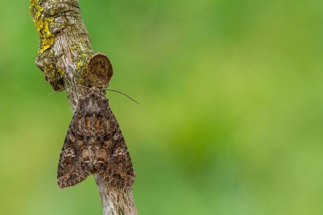 Cabbage Moth (Mamestra brassicae), adult. Framwellgate Moor, 19-05-2020. Copyright Christopher Blakey.