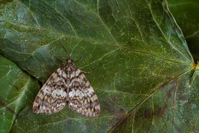 May Highflyer (Hydriomena impluviata), adult. Framwellgate Moor, 19-05-2020. Copyright Christopher Blakey.