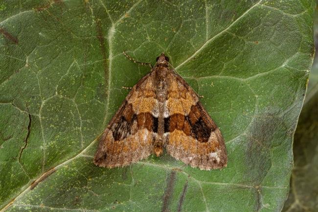 Grey Pine Carpet (Thera obeliscata), adult. Framwellgate Moor, 19-05-2020. Copyright Christopher Blakey.