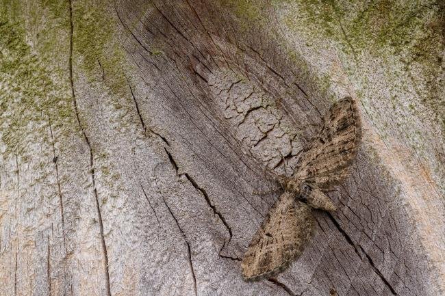 Brindled Pug (Eupithecia abbreviata), adult. Framwellgate Moor, 19-05-2020. Copyright Christopher Blakey.