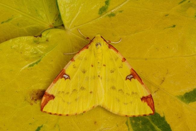 Brimstone Moth (Opisthograptis luteolata), adult. Framwellgate Moor, 21-05-2020. Copyright Christopher Blakey.