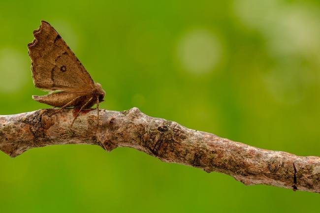 Scalloped Hazel (Odontopera bidentata), adult. Framwellgate Moor, 21-05-2020. Copyright Christopher Blakey.