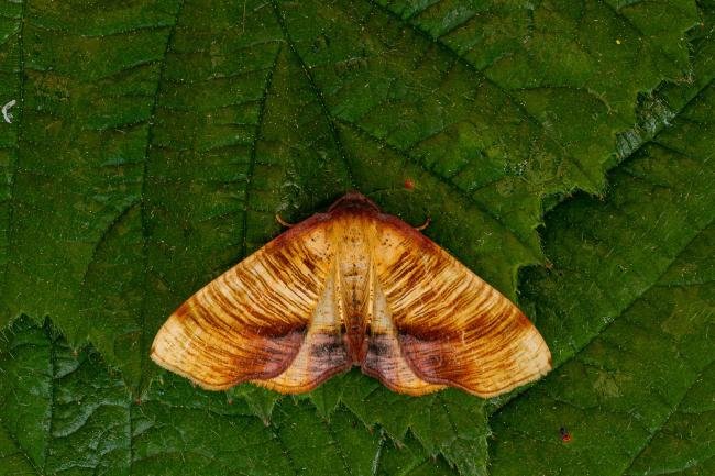 Scorched Wing (Plagodis dolabraria), adult. Framwellgate Moor, 22-05-2020. Copyright Christopher Blakey.