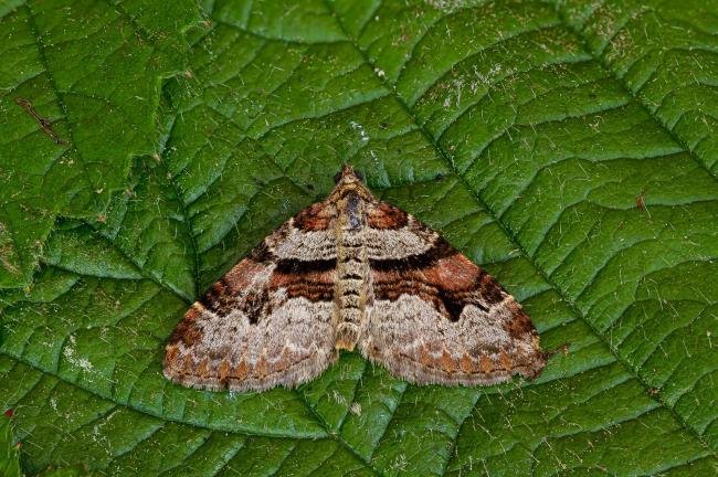 Flame Carpet (Xanthorhoe designata), adult. Framwellgate Moor, 25-05-2020. Copyright Christopher Blakey.