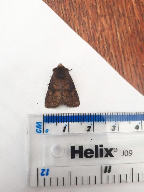 Brown Rustic (Rusina ferruginea), adult. Framwellgate Moor, 31-05-2020. Copyright Christopher Blakey.