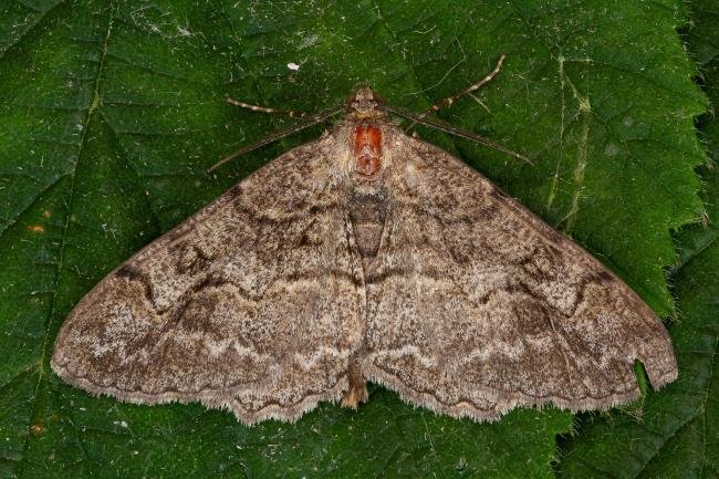 Mottled Beauty (Alcis repandata), adult. Framwellgate Moor, 17-06-2020. Copyright Christopher Blakey.