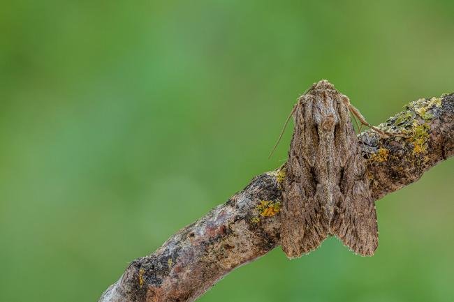 Dark Arches (Apamea monoglypha), adult. Framwellgate Moor, 20-06-2020. Copyright Christopher Blakey.