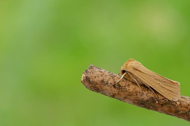 Common Wainscot (Mythimna pallens), adult. Framwellgate Moor, 21-06-2020. Copyright Christopher Blakey.