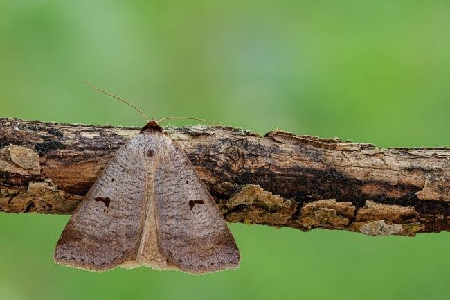 Blackneck (Lygephila pastinum), adult. Framwellgate Moor, 25-06-2020. Copyright Christopher Blakey.