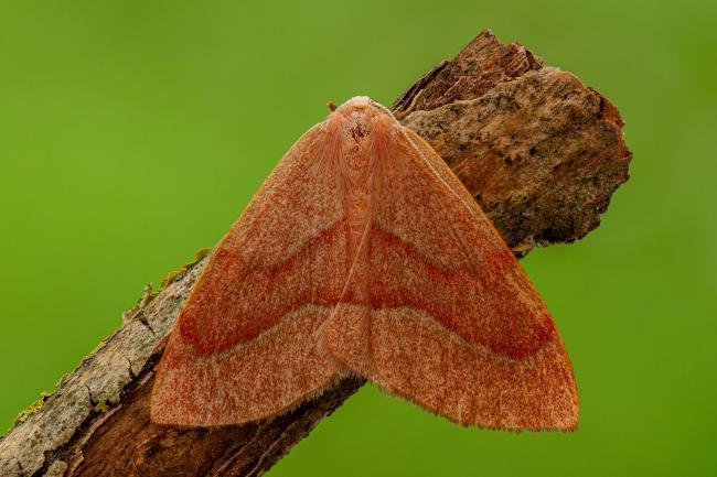 Barred Red (Hylaea fasciaria), adult. Framwellgate Moor, 27-06-2020. Copyright Christopher Blakey.