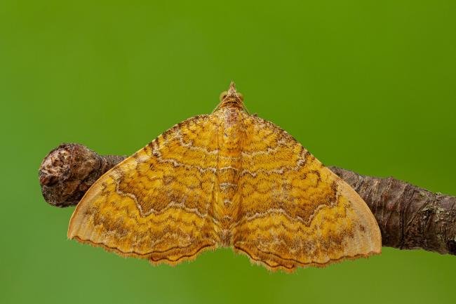 Yellow Shell (Camptogramma bilineata), adult. Framwellgate Moor, 27-06-2020. Copyright Christopher Blakey.