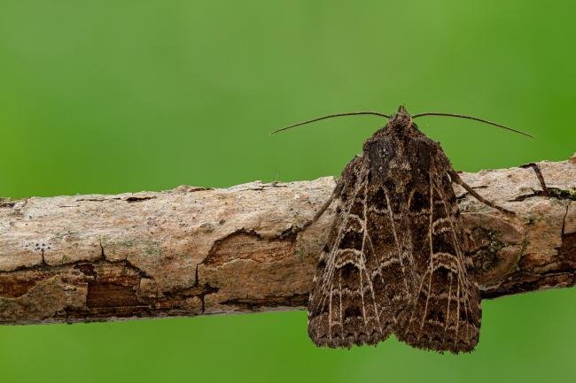 Gothic (Naenia typica), adult. Framwellgate Moor, 03-07-2020. Copyright Christopher Blakey.