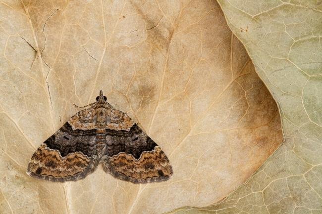 Large Twin-spot Carpet (Xanthorhoe quadrifasiata), adult. Framwellgate Moor, 03-07-2020. Copyright Christopher Blakey.