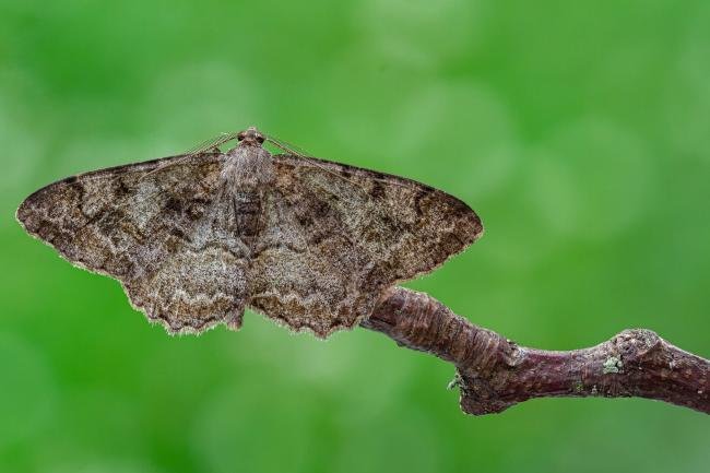 Mottled Beauty (Alcis repandata), adult. Framwellgate Moor, 08-07-2020. Copyright Christopher Blakey.