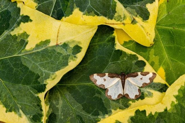 Clouded Border (Lomaspilis marginata), adult. Framwellgate Moor, 12-07-2020. Copyright Christopher Blakey.