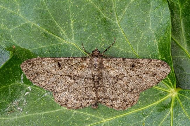 Willow Beauty (Peribatodes rhomboidaria), adult. Framwellgate Moor, 12-07-2020. Copyright Christopher Blakey.