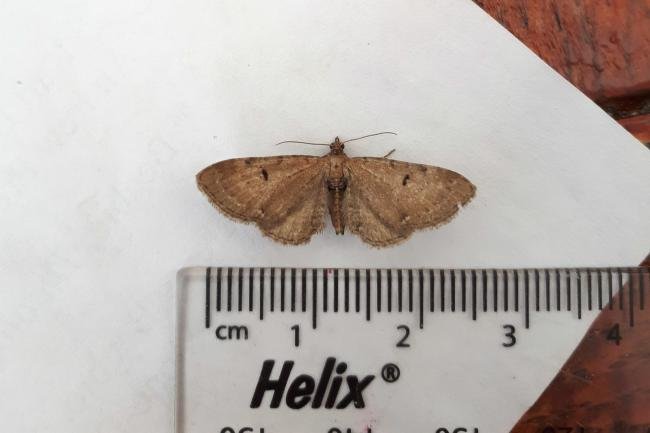 Wormwood Pug (Eupithecia absinthiata), adult. Framwellgate Moor, 13-07-2020. Copyright Christopher Blakey.