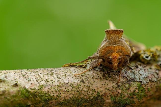 Burnished Brass (Diachrysia chrysitis), adult. Framwellgate Moor, 13-07-2020. Copyright Christopher Blakey.