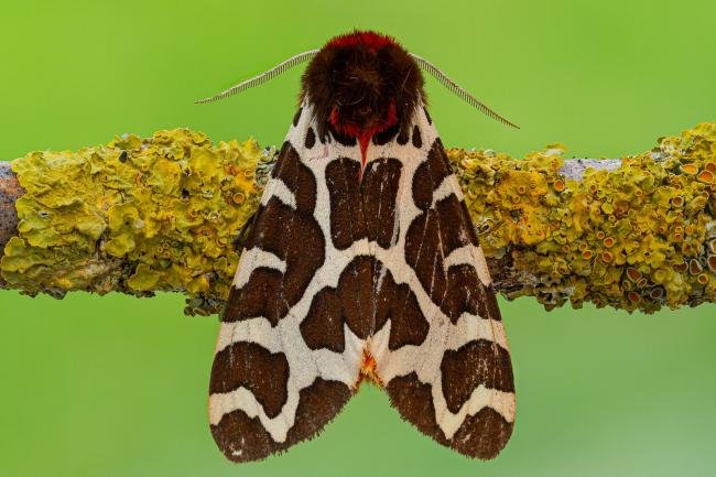 Garden Tiger (Arctia caja), adult. Framwellgate Moor, 17-07-2020. Copyright Christopher Blakey.