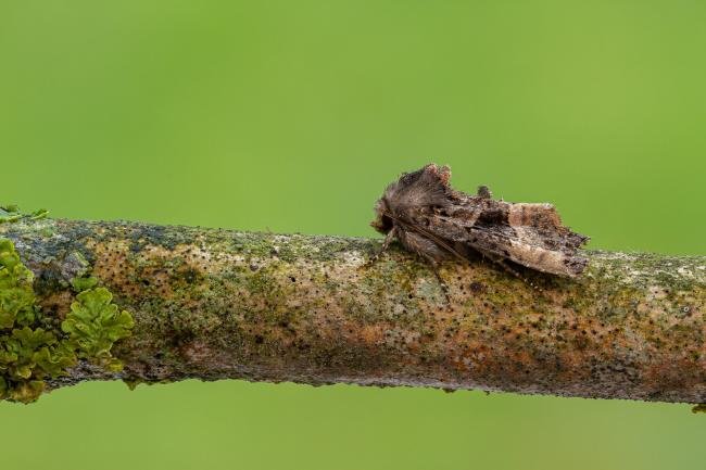 Small Angle Shades (Euplexia lucipara), adult. Framwellgate Moor, 18-07-2020. Copyright Christopher Blakey.