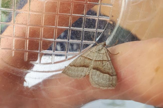 July Belle (Scotopteryx luridata), adult. East Inverness-shire, 26-07-2020. Copyright Christopher Blakey.