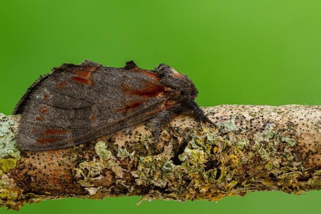 Iron Prominent (Notodonta dromedarius), adult. Framwellgate Moor, 11-08-2020. Copyright Christopher Blakey.