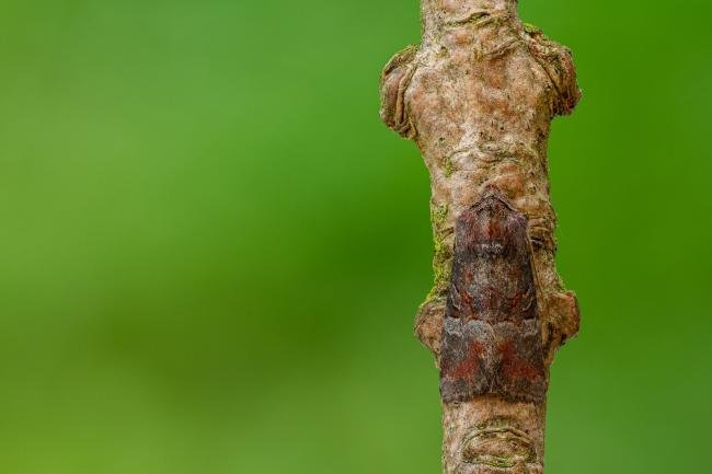 Rosy Minor (Litoligia literosa), adult. Framwellgate Moor, 14-08-2020. Copyright Christopher Blakey.