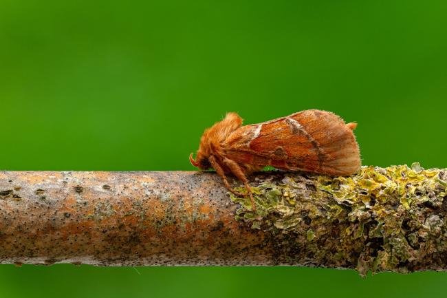 Orange Swift (Triodia sylvina), adult. Framwellgate Moor, 16-08-2020. Copyright Christopher Blakey.