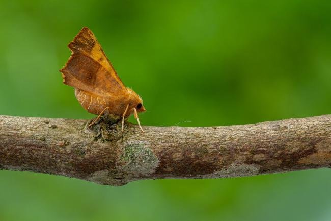 Dusky Thorn (Ennomos fuscantaria), adult. Framwellgate Moor, 18-08-2020. Copyright Christopher Blakey.