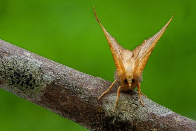 Dusky Thorn (Ennomos fuscantaria), adult. Framwellgate Moor, 18-08-2020. Copyright Christopher Blakey.