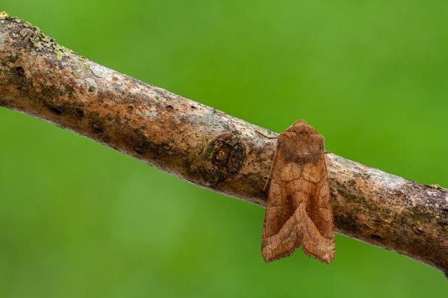 Rosy Rustic (Hydraecia micacea), adult. Framwellgate Moor, 18-08-2020. Copyright Christopher Blakey.