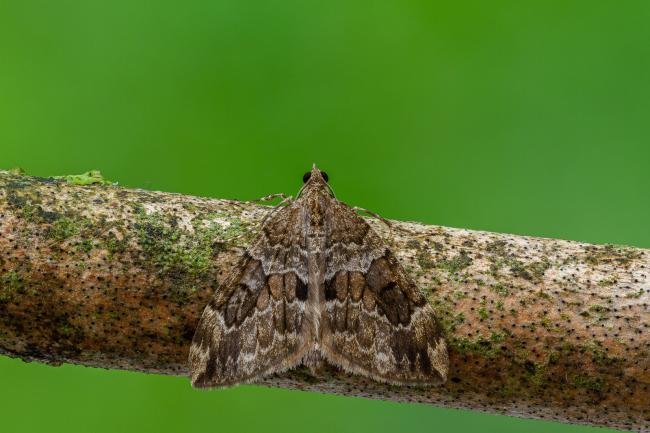 Spruce Carpet (Thera britannica), adult. Framwellgate Moor, 25-08-2020. Copyright Christopher Blakey.