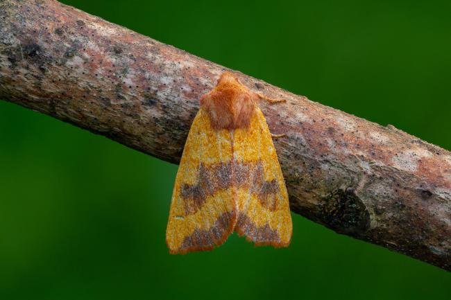 Centre-barred Sallow (Atethmia centrago), adult. Framwellgate Moor, 15-09-2020. Copyright Christopher Blakey.