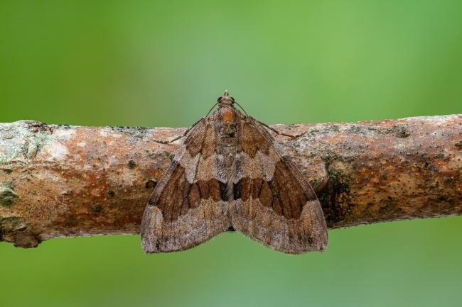 Grey Pine Carpet (Thera obeliscata), adult. Framwellgate Moor, 16-09-2020. Copyright Christopher Blakey.