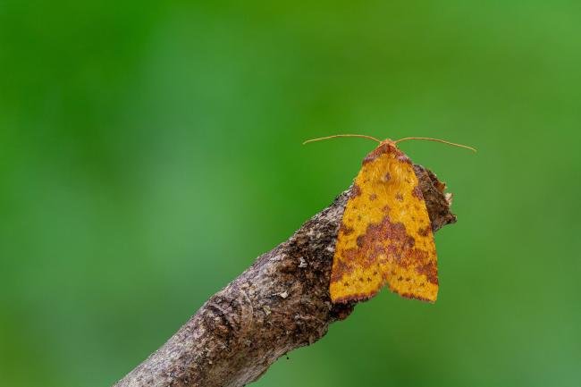 Pink-barred Sallow (Xanthia togata), adult. Framwellgate Moor, 23-09-2020. Copyright Christopher Blakey.