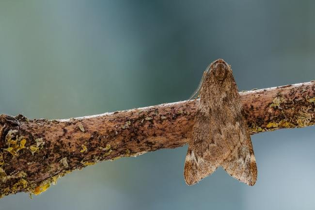 March Moth (Alsophila aescularia), adult. Framwellgate Moor, 16-03-2021. Copyright Christopher Blakey.