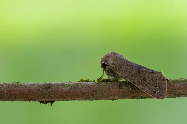 Lead-coloured Drab (Orthosia populeti), adult. Framwellgate Moor, 31-03-2021. Copyright Christopher Blakey.