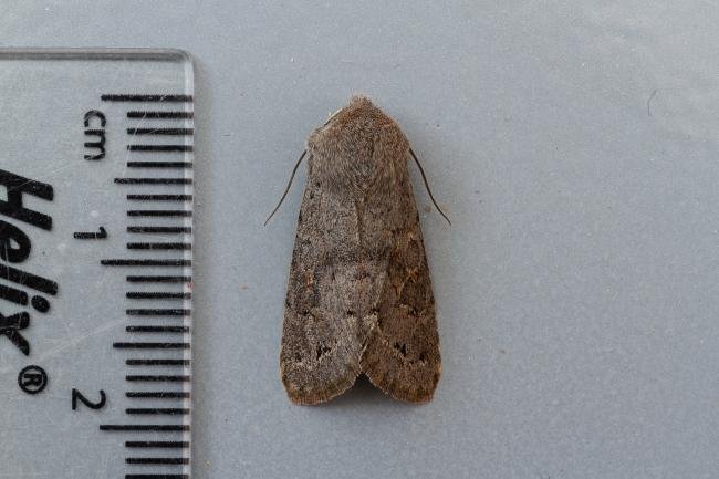 Lead-coloured Drab (Orthosia populeti), adult. Framwellgate Moor, 31-03-2021. Copyright Christopher Blakey.