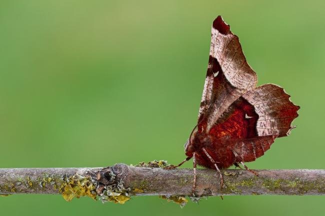 Purple Thorn (Selenia tetralunaria), adult. Framwellgate Moor, 20-04-2021. Copyright Christopher Blakey.