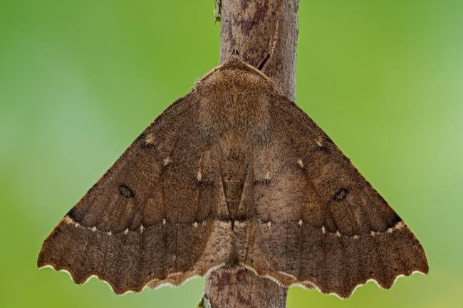 Scalloped Hazel (Odontopera bidentata), adult. Framwellgate Moor, 10-05-2021. Copyright Christopher Blakey.