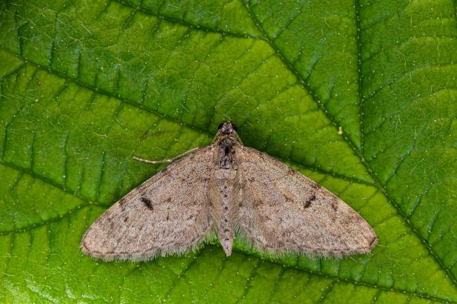 Ochreous Pug (Eupithecia indigata), adult. Framwellgate Moor, 01-06-2021. Copyright Christopher Blakey.