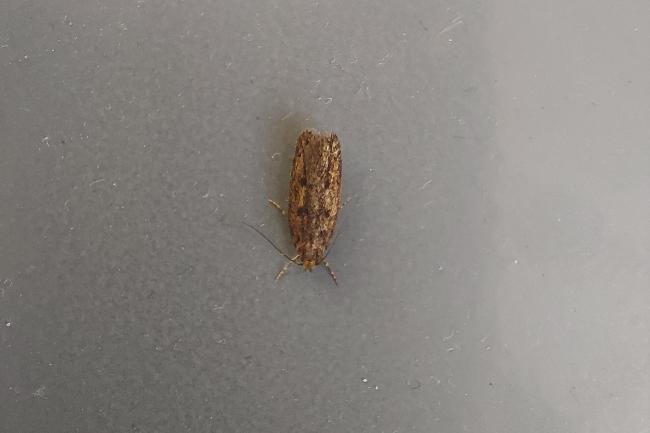 Brown House-moth (Hofmannophila pseudospretella), adult. Framwellgate Moor, 01-06-2021. Copyright Christopher Blakey.