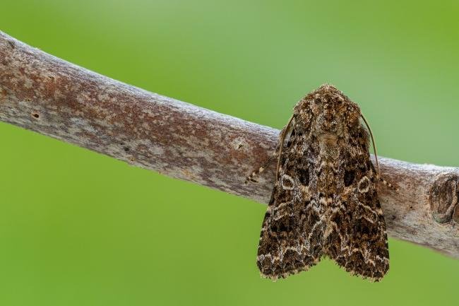 Lychnis (Hadena bicruris), adult. Framwellgate Moor, 04-06-2021. Copyright Christopher Blakey.