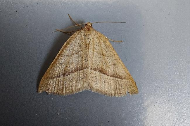 Brown Silver-line (Petrophora chlorosata), adult. Framwellgate Moor, 04-06-2021. Copyright Christopher Blakey.