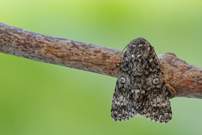 Poplar Grey (Subacronicta megacephala), adult. Framwellgate Moor, 04-06-2021. Copyright Christopher Blakey.