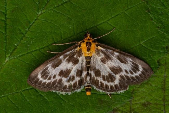 Small Magpie (Anania hortulata), adult. Framwellgate Moor, 06-06-2021. Copyright Christopher Blakey.