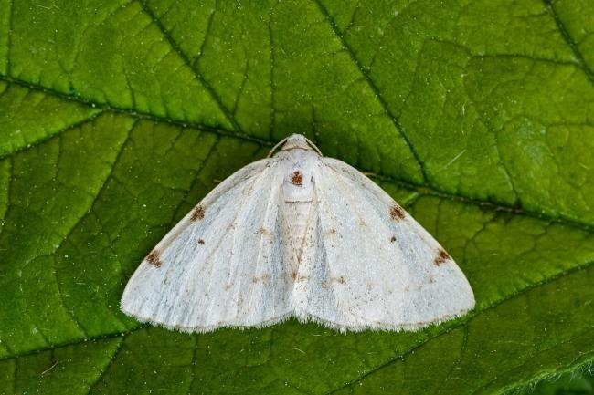 White-pinion Spotted (Lomographa bimaculata), adult. Framwellgate Moor, 07-06-2021. Copyright Christopher Blakey.