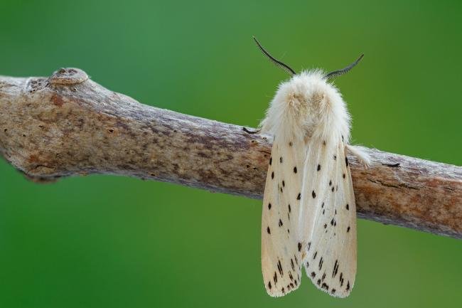 White Ermine (Spilosoma lubricipeda), adult. Framwellgate Moor, 09-06-2021. Copyright Christopher Blakey.