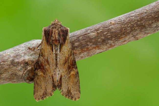 Clouded-bordered Brindle (Apamea crenata), adult. Framwellgate Moor, 11-06-2021. Copyright Christopher Blakey.